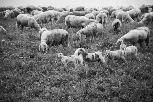 Beweiding van schapen nul — Stockfoto