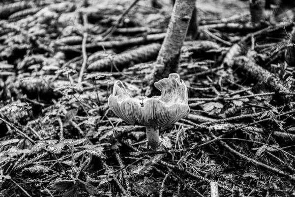 Sonbahar mantarı bnw