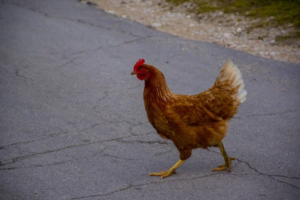 Hen on my way one — стоковое фото