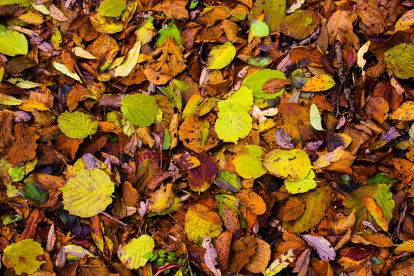 Wszystkie kolory jesieni — Zdjęcie stockowe