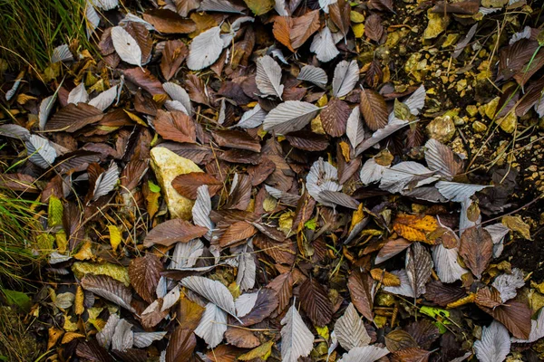 Folhas coloridas um — Fotografia de Stock