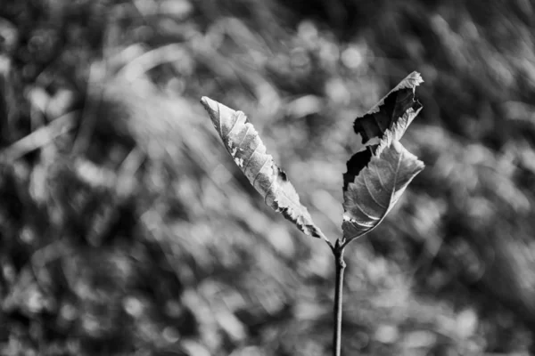 Trois feuilles zéro — Photo