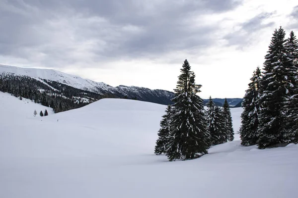 Pinos de nieve y montañas — Foto de Stock