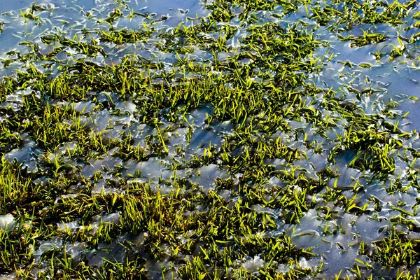 Hierba que sobresale del hielo — Foto de Stock