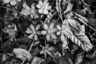 güzellik ve kırılganlık