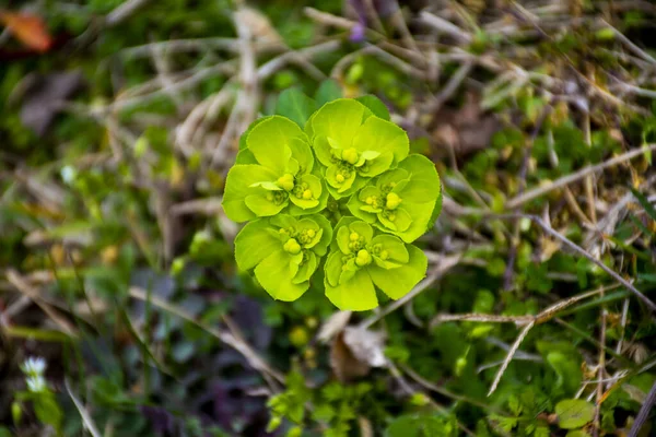 Euphorbia null und — Stockfoto