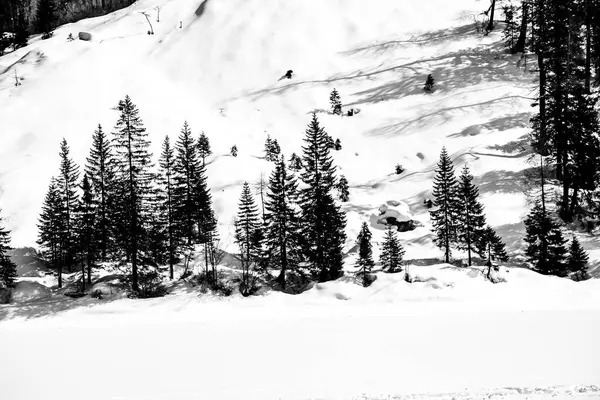 Lago, pinheiros e dolomitas quatro — Fotografia de Stock