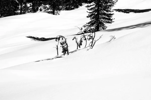 Κλαδιά Πεύκου Φυτρώνουν Από Λευκό Χιόνι Στους Δολομίτες — Φωτογραφία Αρχείου