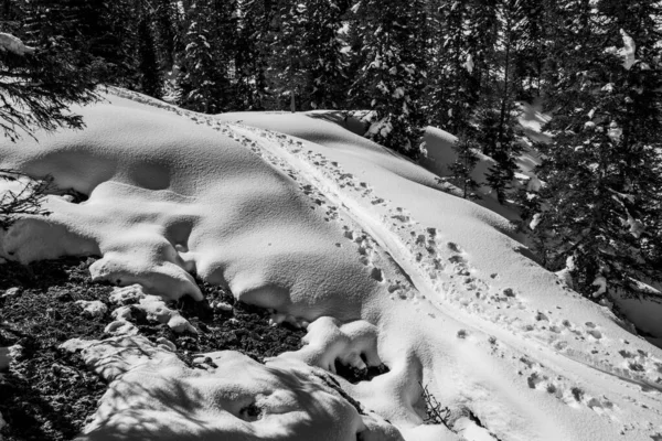 Sendero Raquetas Nieve Inmerso Bosque Pinos Cubierto Nieve Entre Los — Foto de Stock
