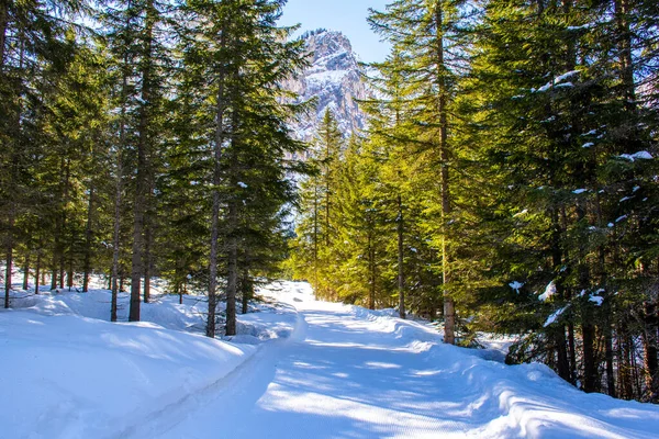 kar ayakkabısı izleri çam ormanına daldırıldı ve İtalya 'nın Trentino Alto Adige kentindeki dolomitlerin tepeleri arasında karla kaplandı.