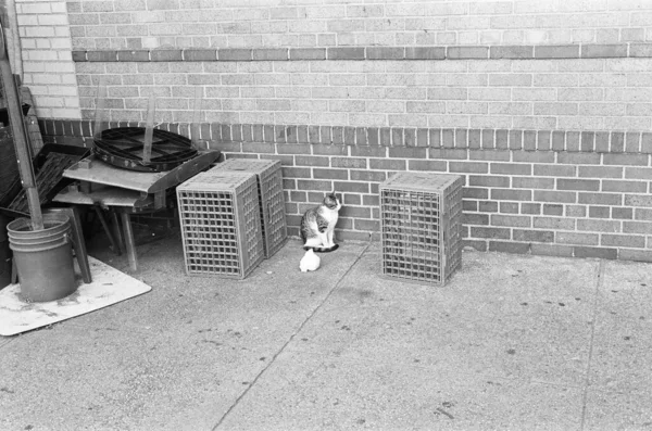 Gato Gris Blanco Descansa Entre Las Cestas Abandonadas Restaurante Manhattan — Foto de Stock