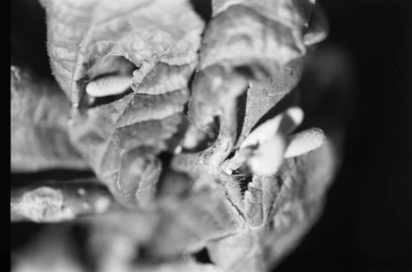close-up of a hazel leaf