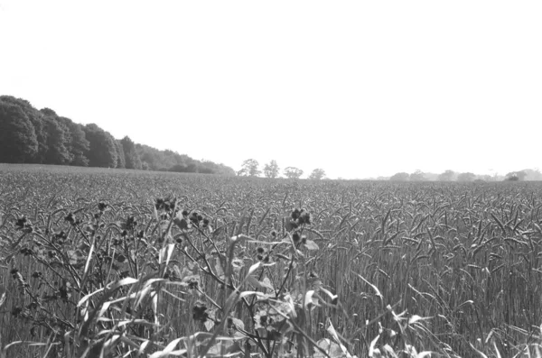 Gözün görebildiği kadar buğday tarlası ağaçlarla çevrili.