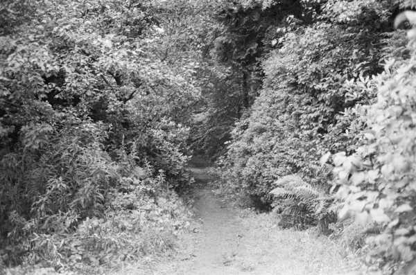 Camino Cubierto Hierba Serpentea Través Del Amenazante Bosque — Foto de Stock