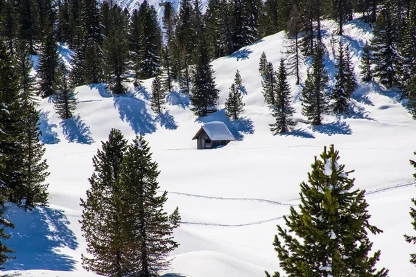 ドビアコの春の雪に沈められた松の間の小屋 — ストック写真