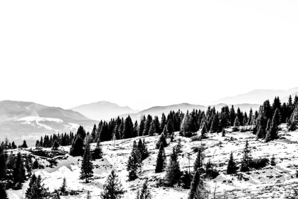 Bosque Pinos Nevados Destacan Las Montañas Nevadas Cerca Malga Zebio —  Fotos de Stock