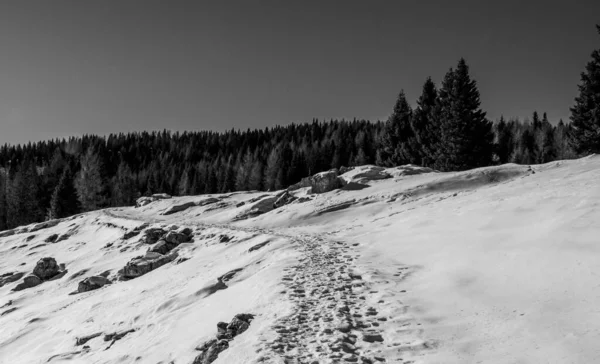 Stezky Zasněžené Stezce Klikatí Směrem Borovicovému Lesu Slunečného Dne Náhorní — Stock fotografie