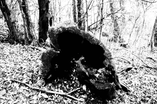 Пустой Деревянный Ствол Подлеске — стоковое фото