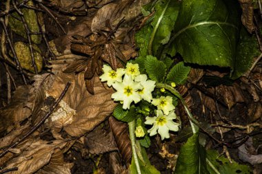 Vicenza tepelerindeki çalılıkların kahverengi yapraklarının üzerindeki sarı çuha çiçeklerinin yakın çekimi.
