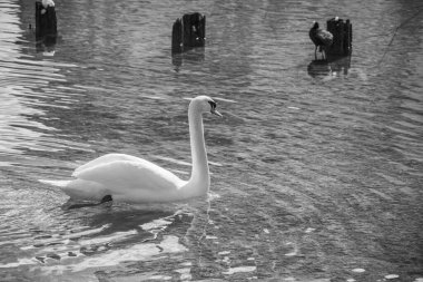 Güzel beyaz kuğu Dobbiaco Gölü 'nde güneşleniyor. Hala muhteşem Dolomitlerin arasında donuyor.