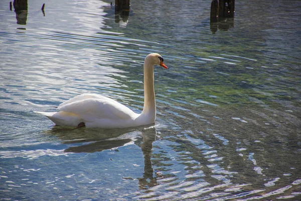 Hermoso Cisne Blanco Tomando Sol Lago Dobbiaco Todavía Congelado Los — Foto de Stock
