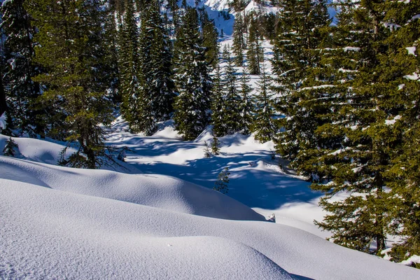 Weicher Schnee Kiefernwald Einem Sonnigen Wintertag Den Dolomiten Toblach Italien — Stockfoto