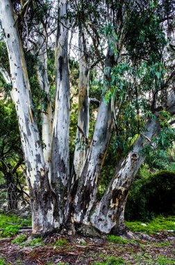 Yemyeşil ağaç gövdeleri oyulmuş ve dallanmış.