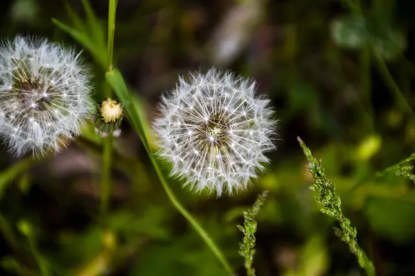 Close Dandelion Green Grass Field Early Spring — Stock Photo, Image