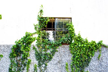 Eski kırık kare pencerenin yarısı beyaz duvarda bereketli sarmaşıklarla kaplı.