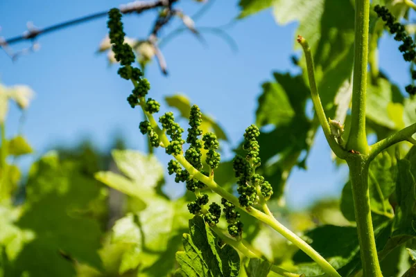 Close Bunch Grapes Spring — Stock Photo, Image