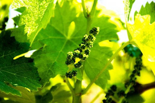 Close Bunch Grapes Spring — Stock Photo, Image
