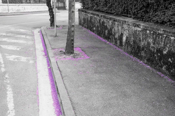 Beautiful Purple Flowers Judas Tree Confetti Sidewalks Neglia Ngili Streets — Stock Photo, Image