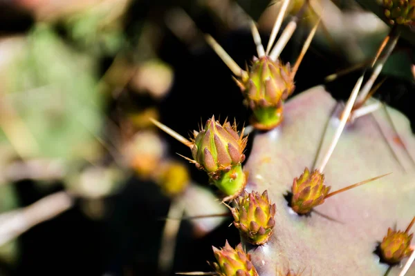 Primer Plano Flor Planta Pera Espinosa Con Espinas — Foto de Stock