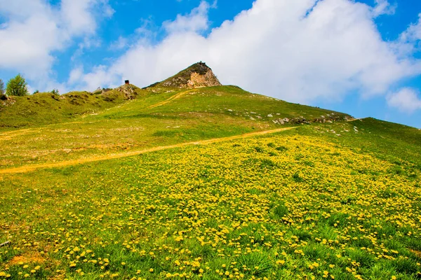 Beeld Van Groene Weiden Gele Paardebloem Tussen Alpen Recoaro Mille — Stockfoto