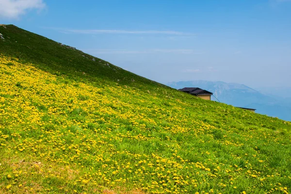 Bild Von Grünen Wiesen Und Gelben Löwenzahnblüten Zwischen Den Alpen — Stockfoto