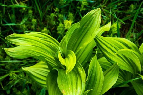 Gros Plan Hellébore Dans Les Prairies Des Pré Alpes Recoaro — Photo