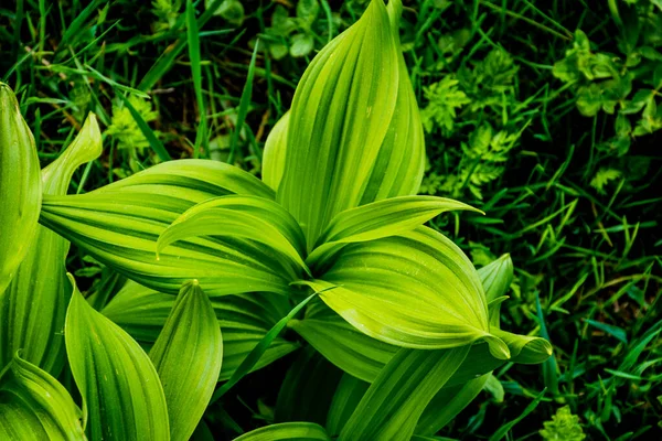 Gros Plan Hellébore Dans Les Prairies Des Pré Alpes Recoaro — Photo