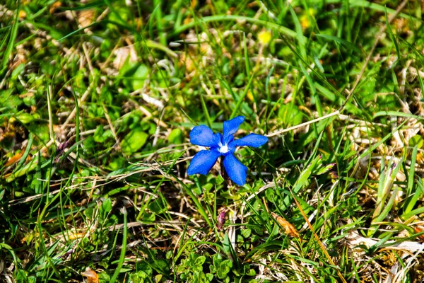 Close Van Een Gentiaanbloem Tussen Weiden Vooralpen Recoaro Mille Vicenza — Stockfoto