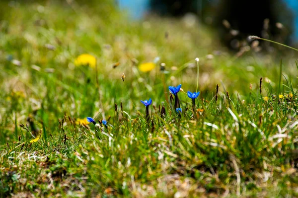 Close Van Een Gentiaanbloem Tussen Weiden Vooralpen Recoaro Mille Vicenza — Stockfoto