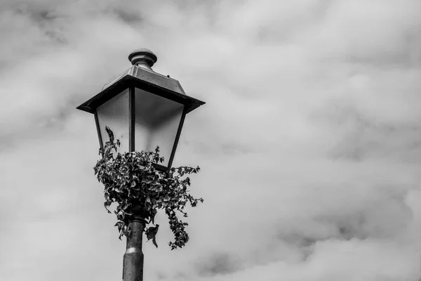 Närbild Metalllyktstolpe Med Vissnad Murgröna Med Himlen Täckt Med Grå — Stockfoto