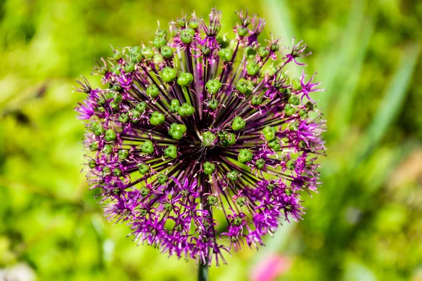 Perto Flor Alho Maior Allium Nigrum — Fotografia de Stock