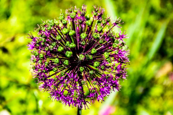 Perto Flor Alho Maior Allium Nigrum — Fotografia de Stock