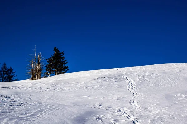 Spur Mit Schneeschuhen Auf Dem Schnee Der Gerade Den Wäldern — Stockfoto