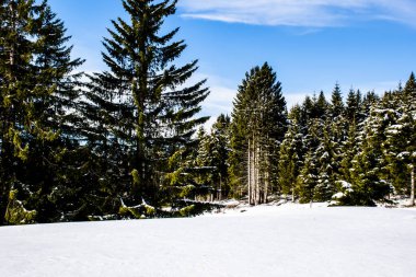 İtalya, Asiago 'da Vezzene' de karlı yollarda çam ve çit