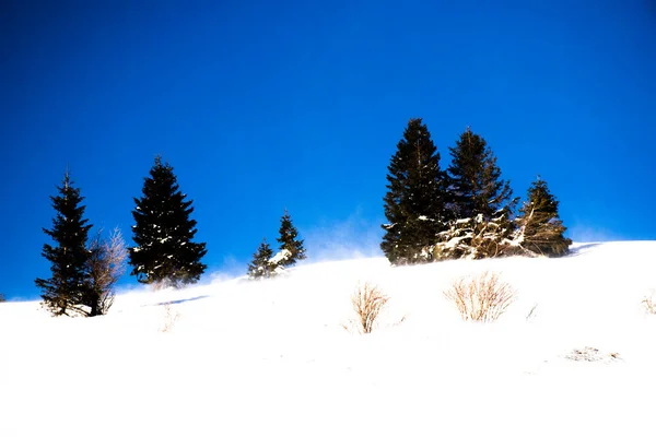 Wind Fegt Den Schnee Mit Kiefern Hintergrund Auf Den Gipfeln — Stockfoto