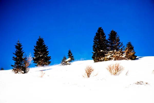 Wind Fegt Den Schnee Mit Kiefern Hintergrund Auf Den Gipfeln — Stockfoto