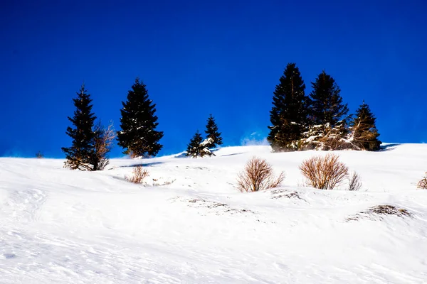 Vento Varre Neve Com Pinheiros Fundo Sobre Picos Torno Planície — Fotografia de Stock