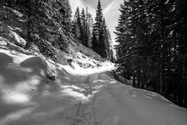 Pad Getraceerd Door Sneeuwschoenen Sneeuw Net Gevallen Het Bos Van — Stockfoto