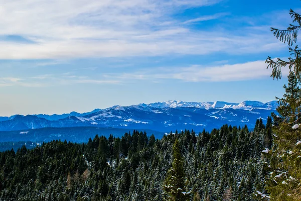 Pine Forest Snowy Peaks Background Asiago Italy — Stock Photo, Image