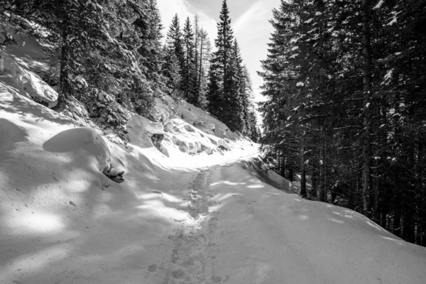 Spur Mit Schneeschuhen Auf Dem Schnee Der Gerade Den Wäldern — Stockfoto